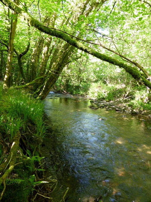 Trenay Wood, Mount, Bodmin, Cornwall | Woodlands.co.uk