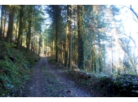 Trethlevy Wood