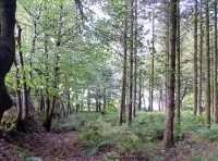 Treven Wood - SOLD