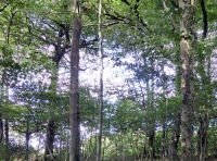 Treven Wood - SOLD