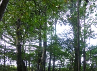 Treven Wood - SOLD