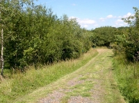 Trew Wood