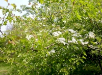 Clearing by the entrance