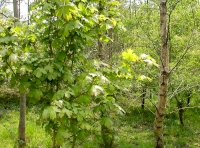 Brook along W boundary