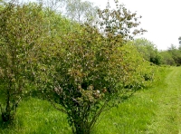 Deer fencing and hedgebank, forming S boundary