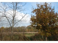 Winnie's Wood