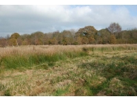 Winnie's Wood open grassy area