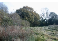 Winnie's Wood, looking towards W boundary