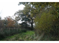 Along the S boundary of Winnie's Wood
