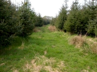 grassy ride through the woodland
