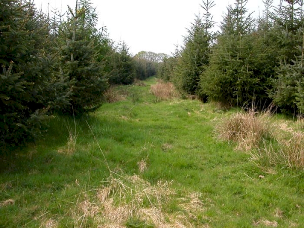 Woolcombe Wood - SOLD