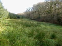 Grass area at the southern side of the wood