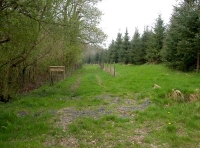 track leading to the woodland
