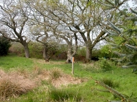 four oaks in spring