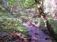 Beckside Wood - SOLD