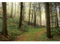 Dacre Wood - SOLD