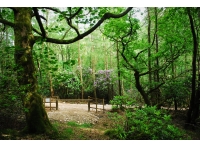 Derhow Wood - SOLD