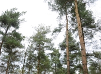 Dinmont Wood
