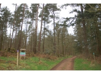 Dunrigg Wood - SOLD