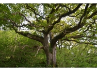 Ehern Wood - SOLD