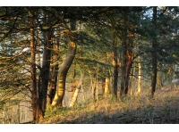 Fellend Wood - SOLD