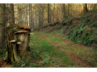 Hunsdon Wood - SOLD