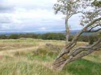 Mountain ash