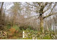 Netherhow Wood And Meadow - SOLD