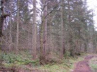 Ravenhow Wood - SOLD