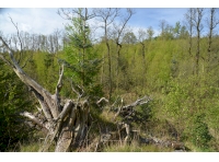 Upturned rootplate, host to fungi and lichens