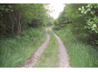 Speel Wood - SOLD