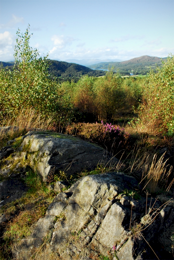 Tottle Wood