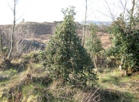 Natural topiary, deer browsed holly