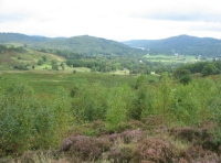 Purple heather contrasts with the green of birch