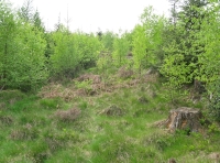 Brilliant green of newly emerged birch leaves 