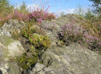 Rocky outcrop with tiny lichens, heather and bilberry
