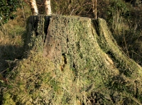 Old stump covered in mosses and lichens