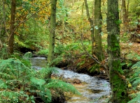 Westmarch Wood - SOLD