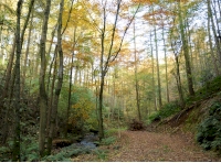 Tracks to the wood and the beck 