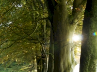  Mature beech trees along the boundary of the wood