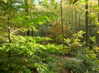 Broadleaf trees, beech and sessile oak 