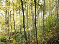 Autumn colours maples and larches by the beck