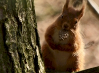 Red Squirrels are often seen feeding on the Scots pine cones and beech nuts (photo Paul Bassendale, Brampton Red Squirrel group)