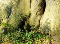 Wood sorrel on the base of a beech tree