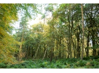 Westmarch wood is a mix of coniferous and broadleaf trees