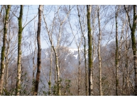 Yemhow Wood - SOLD