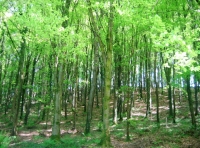 A stand of established beech trees