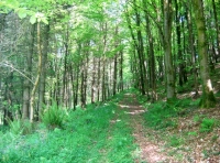 Good internal tracks
