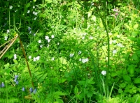 Stunning flora throughout