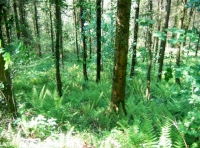 Good mix of trees with a ground floor of ferns